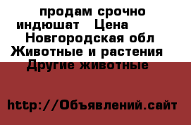 продам срочно индюшат › Цена ­ 400 - Новгородская обл. Животные и растения » Другие животные   